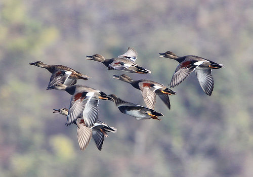 D’Arbonne National Wildlife Refuge