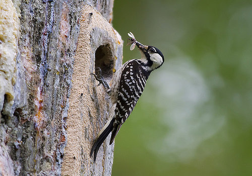 Felsenthal National Wildlife Refuge