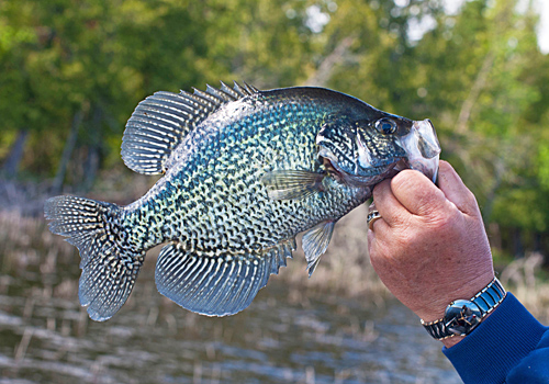 Crappie Fishing